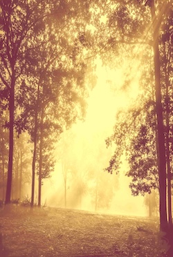 Dans la brume du bois, chaque arbre murmure des secrets oubliés - Afbeelding 2