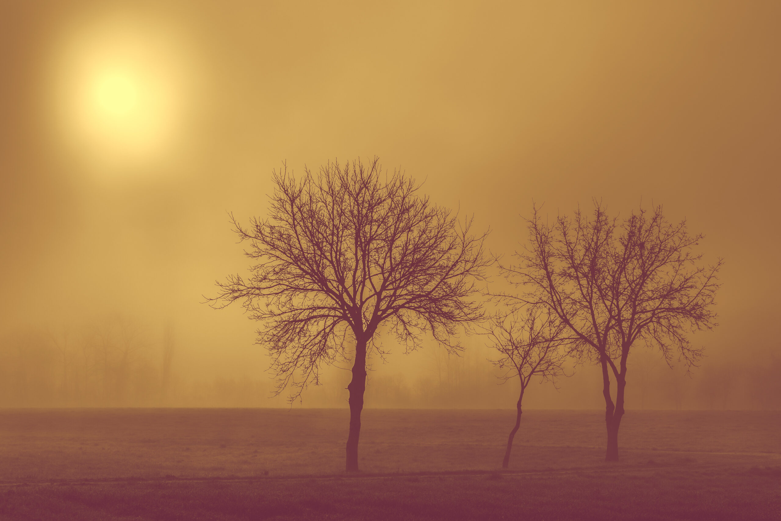 Parmi les branches familiales, où la brume s'évanouit, le soleil éclaire comme une promesse muette d’éternité - Afbeelding 2