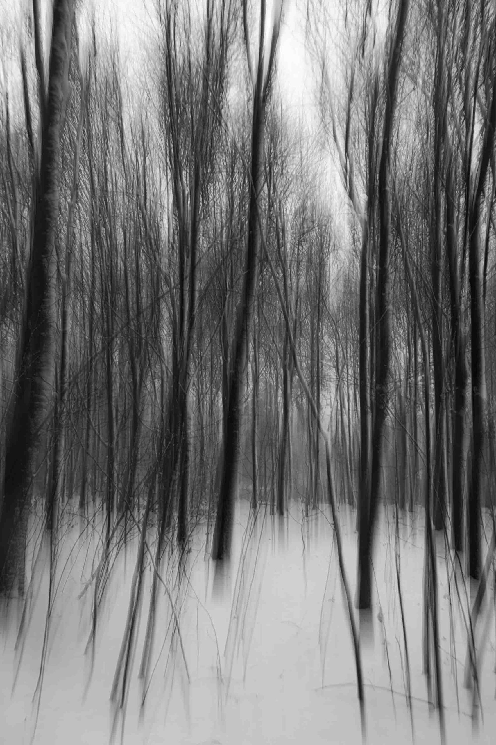 Silence Blanc - Afbeelding 2