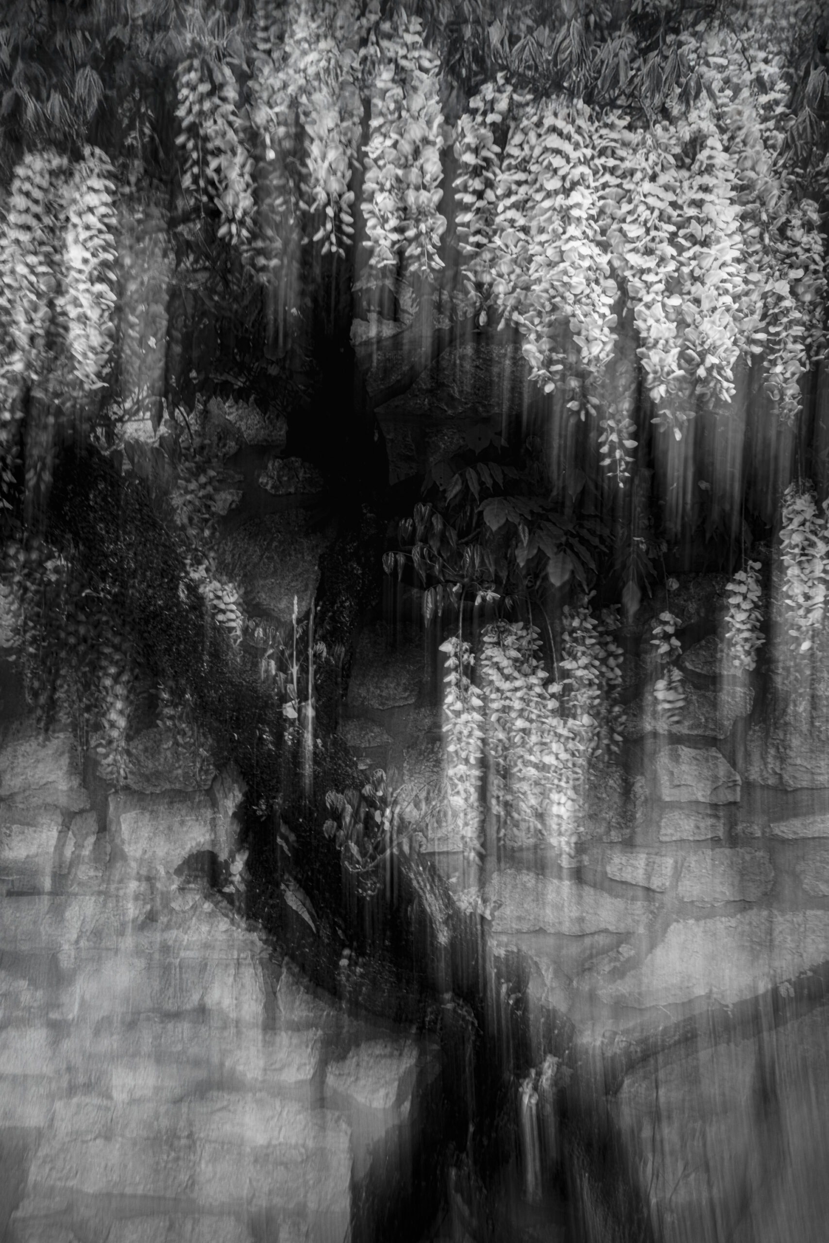 Saut Végétale - Afbeelding 2