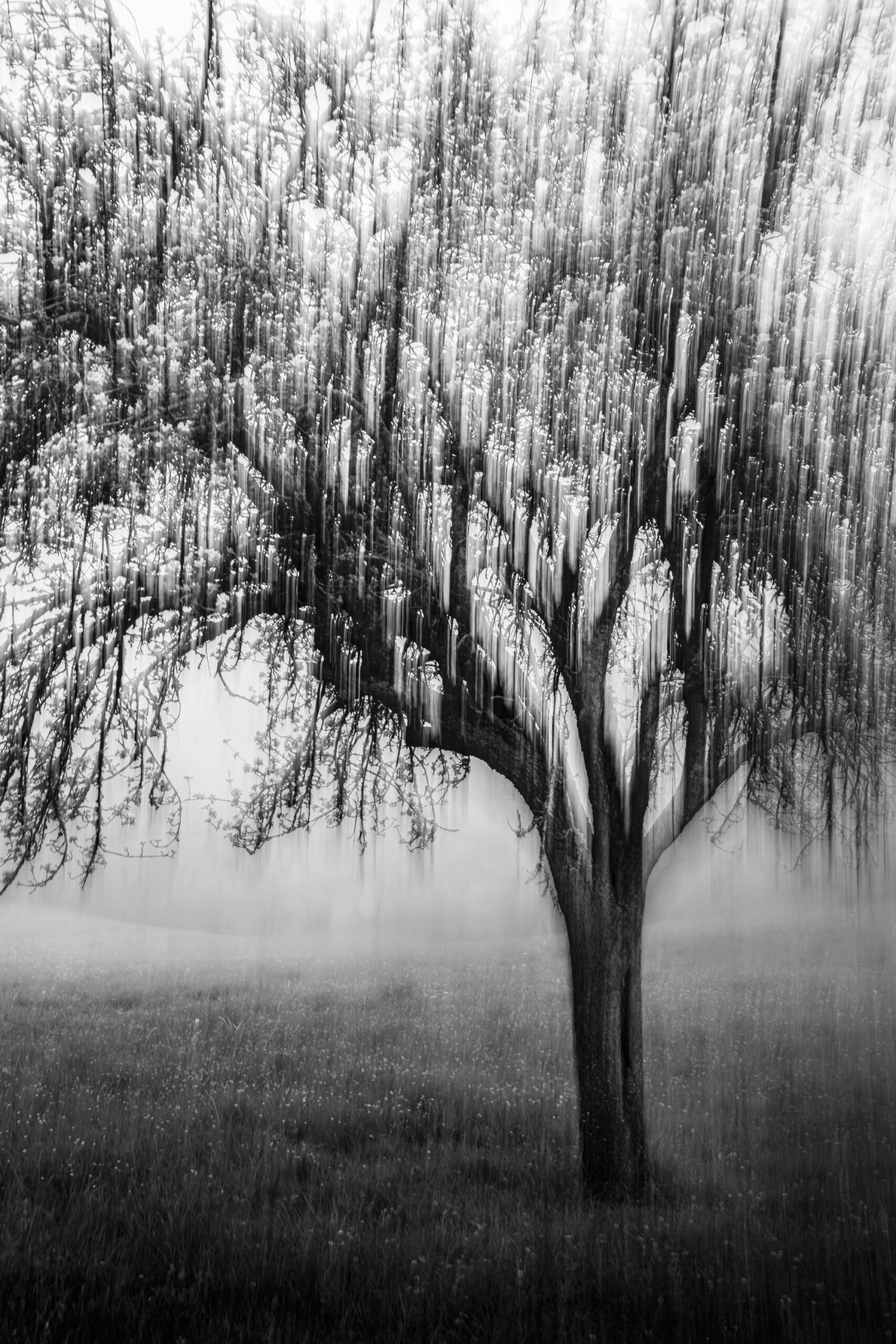 Eclosion - Afbeelding 2